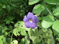 Image de Thunbergia erecta (Benth.) T. Anders.