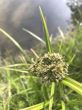 Imagem de Scirpus orientalis Ohwi