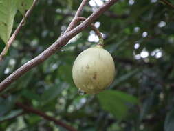 Imagem de Myristica fragrans Houtt.