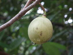 Imagem de Myristica fragrans Houtt.