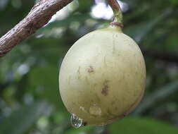 Imagem de Myristica fragrans Houtt.