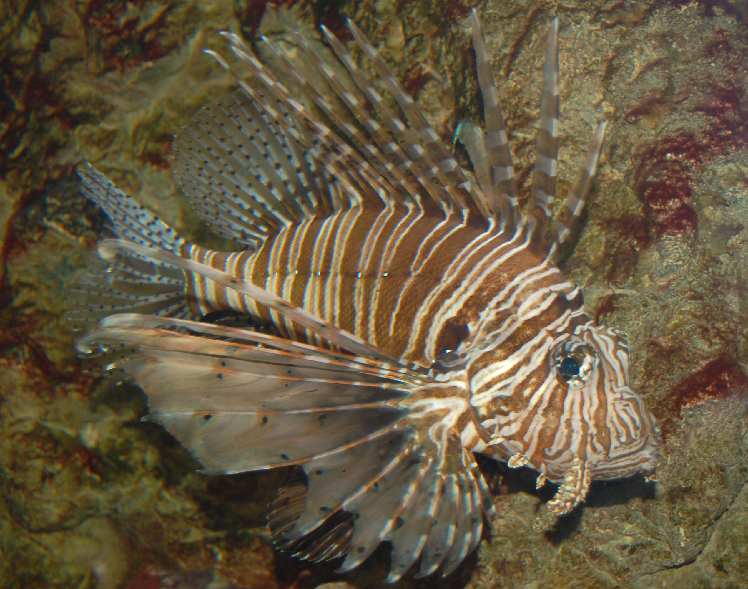 Image of Common lionfish