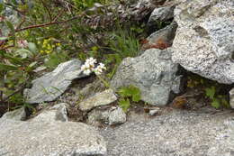 Image of buttercup suksdorfia