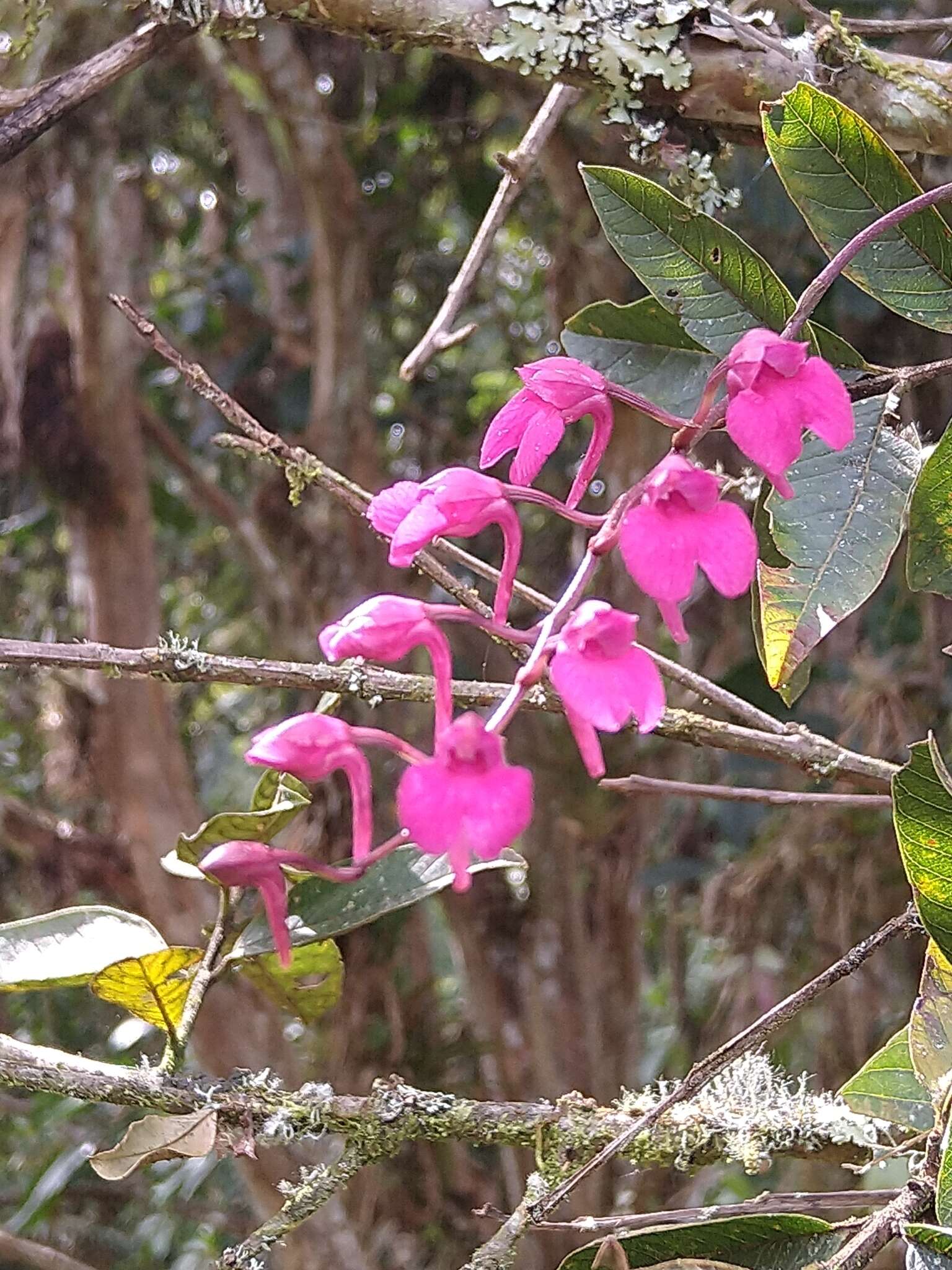 Image of Snail orchid