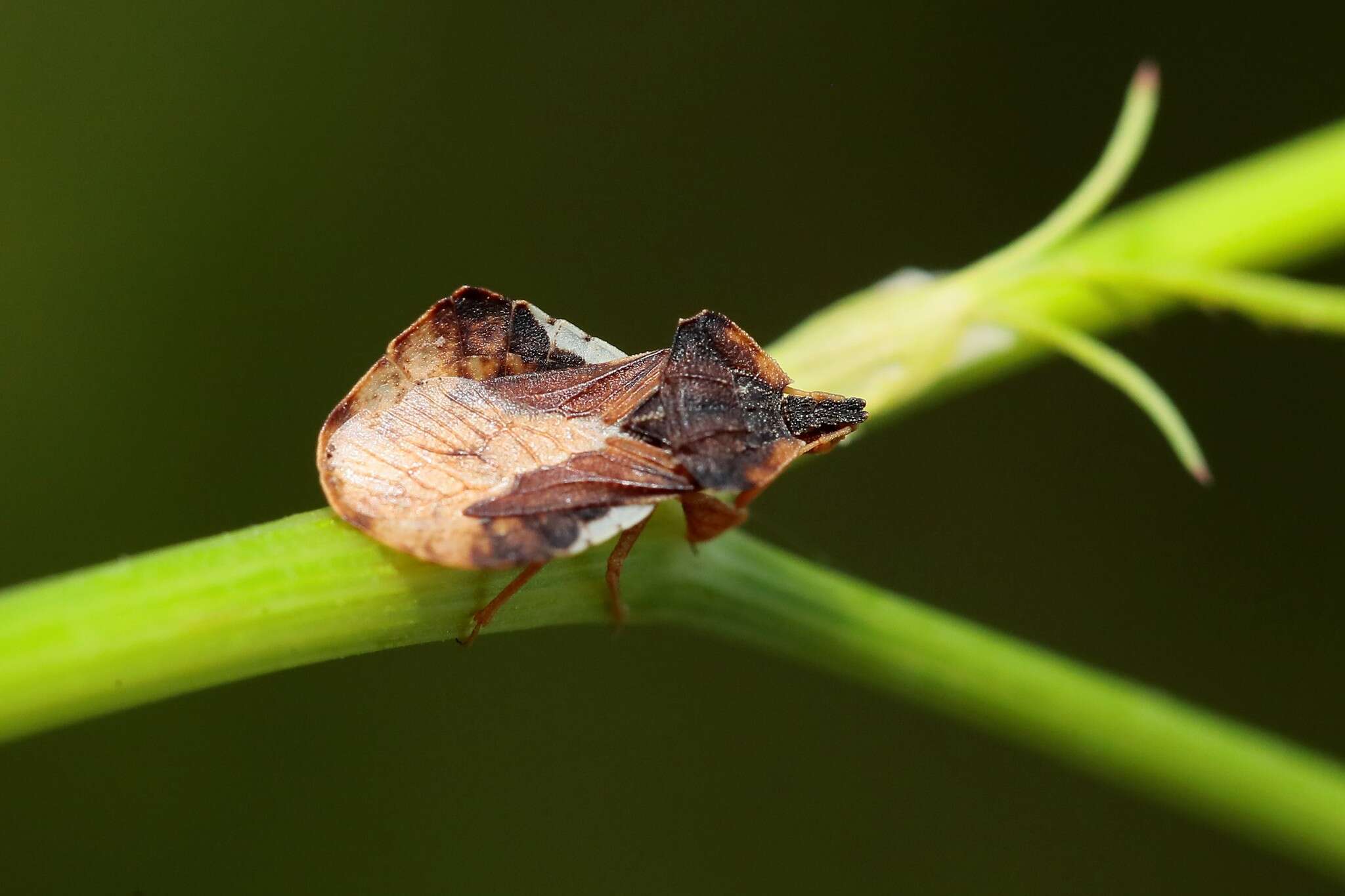 Plancia ëd Phymata crassipes (Fabricius 1775)