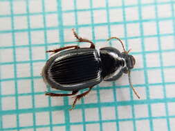 Sivun Harpalus (Harpalus) pumilus Sturm 1818 kuva