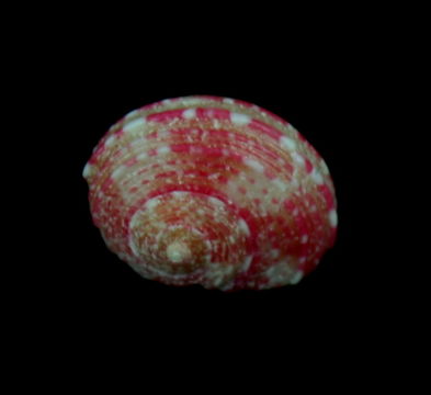 Image of <i>Pseudostomatella coccinea</i> (A. Adams 1850)