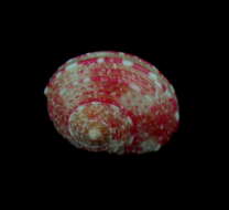 صورة Pseudostomatella coccinea (A. Adams 1850)