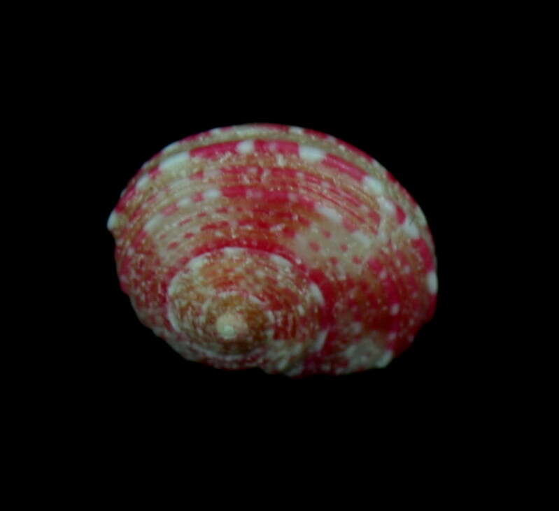 صورة Pseudostomatella coccinea (A. Adams 1850)