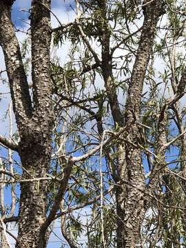 Plancia ëd Dolichandrone alternifolia (R. Br.) Seem.