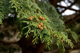 Image of Hinoki Cypress