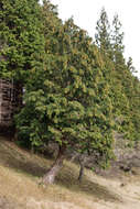 Image of Hinoki Cypress