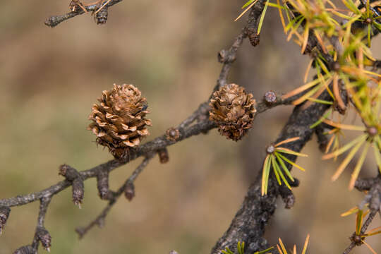 Image of Japanese Larch