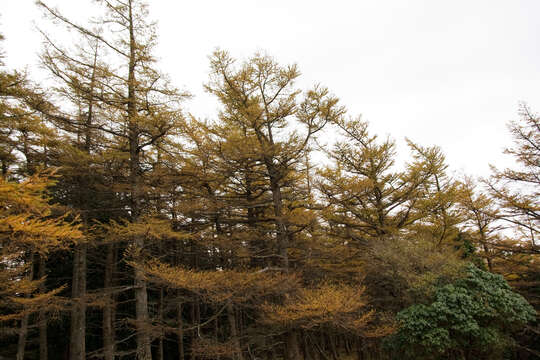 Image of Japanese Larch