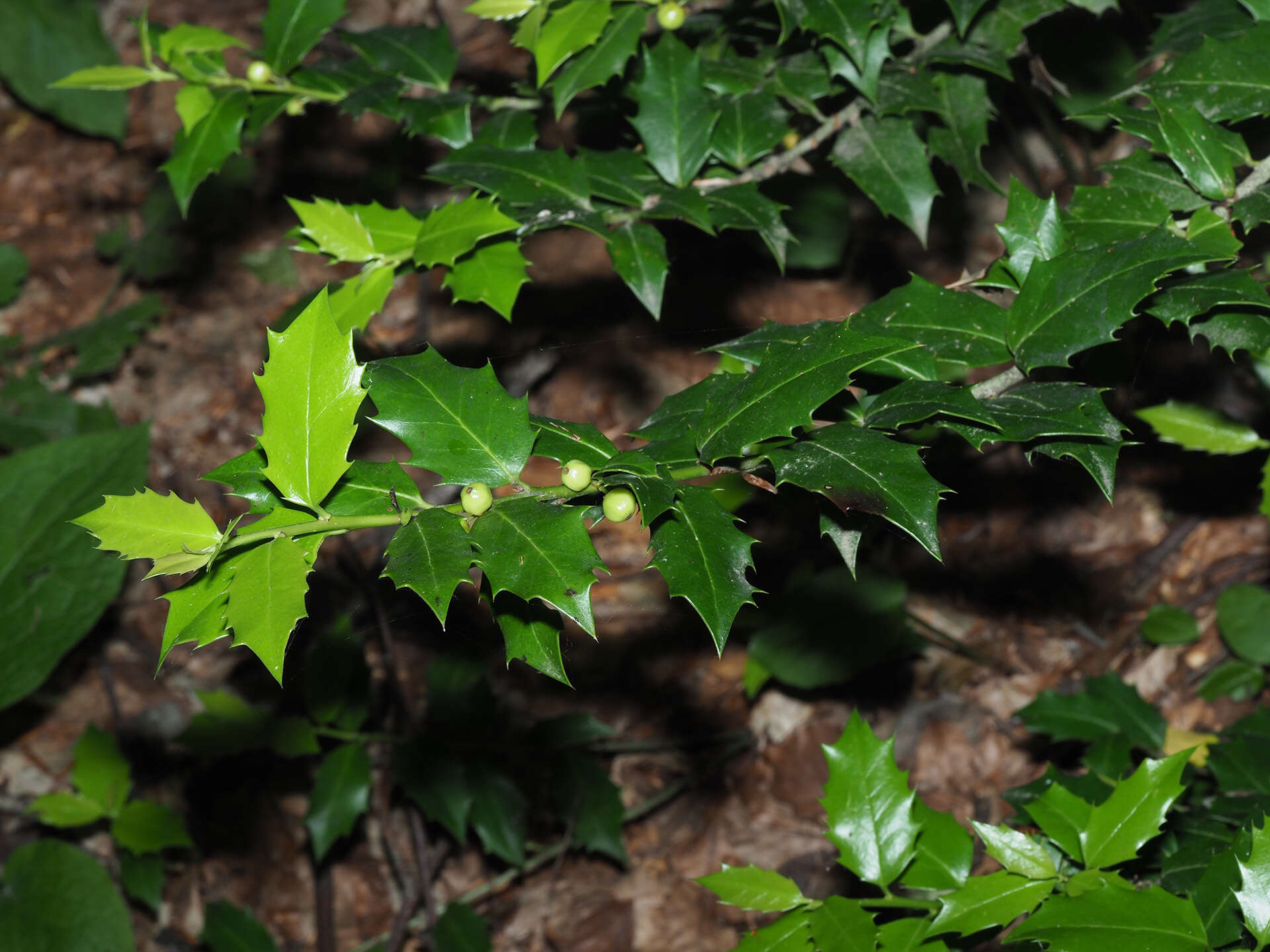 Image of Ilex colchica Pojark.