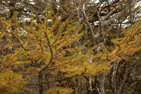 Image of Japanese Larch