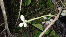 Image of Gnetum edule (Willd.) Blume