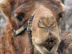 Image of Dromedary