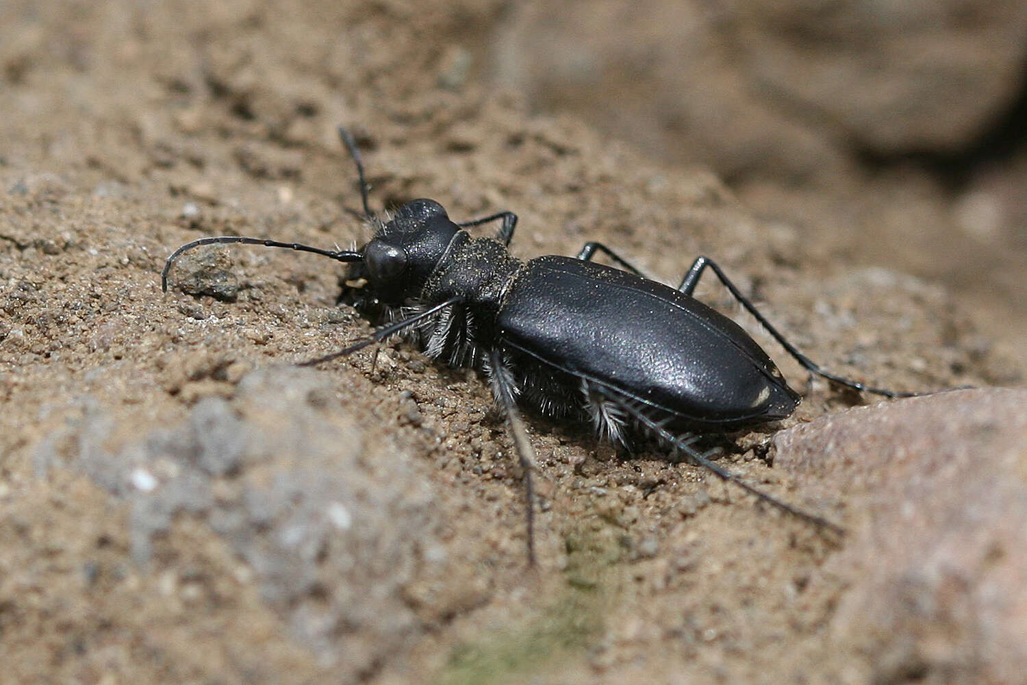 Image of Cicindela (Cicindela) plutonica Casey 1897