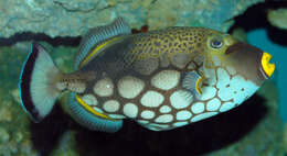 Image of clown triggerfish