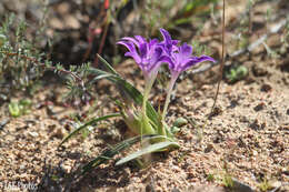 Image of Babiana curviscapa G. J. Lewis