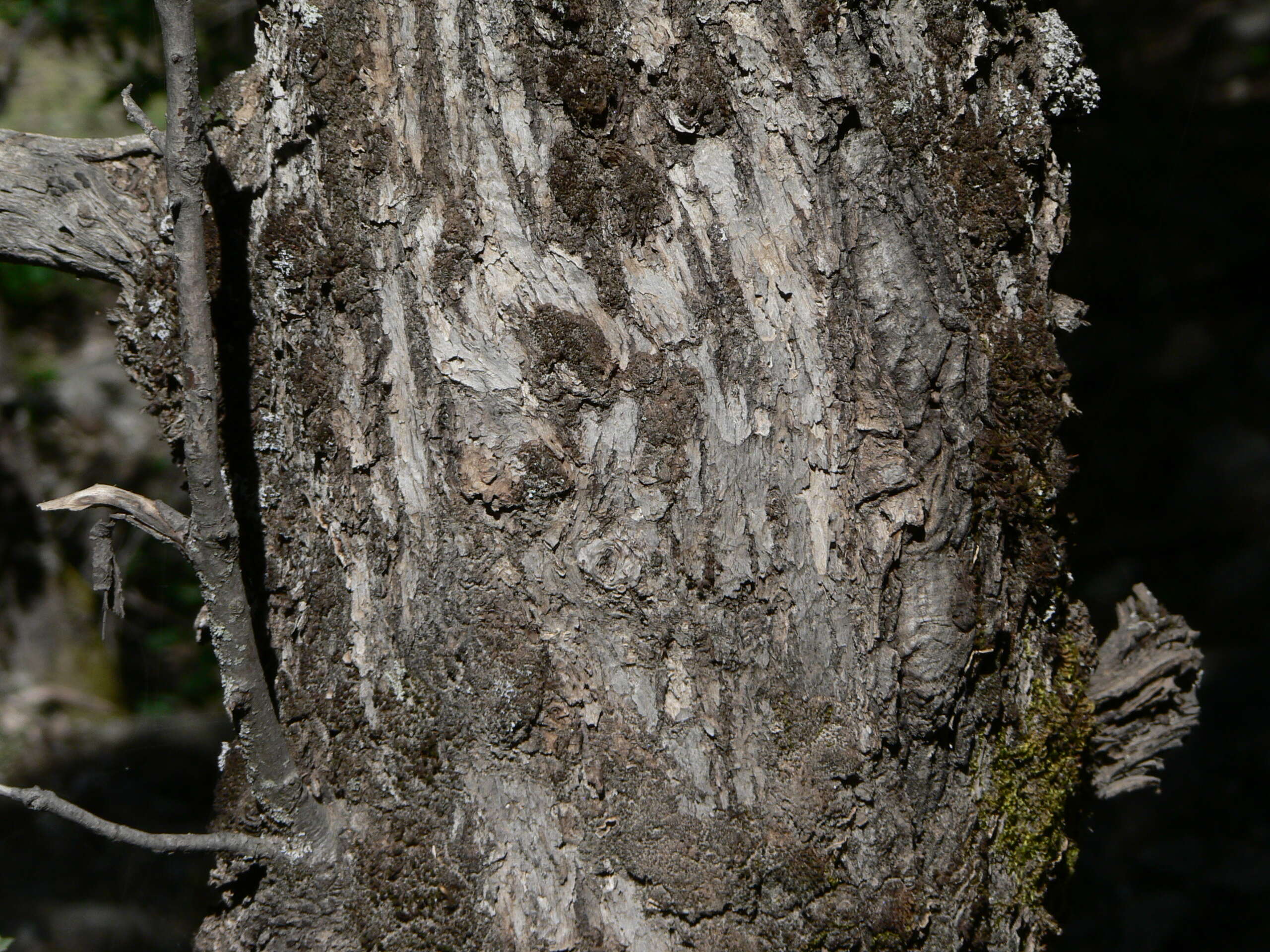 Слика од Quercus chrysolepis Liebm.