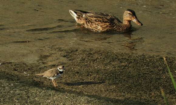 Image de Charadrius dubius curonicus Gmelin & JF 1789