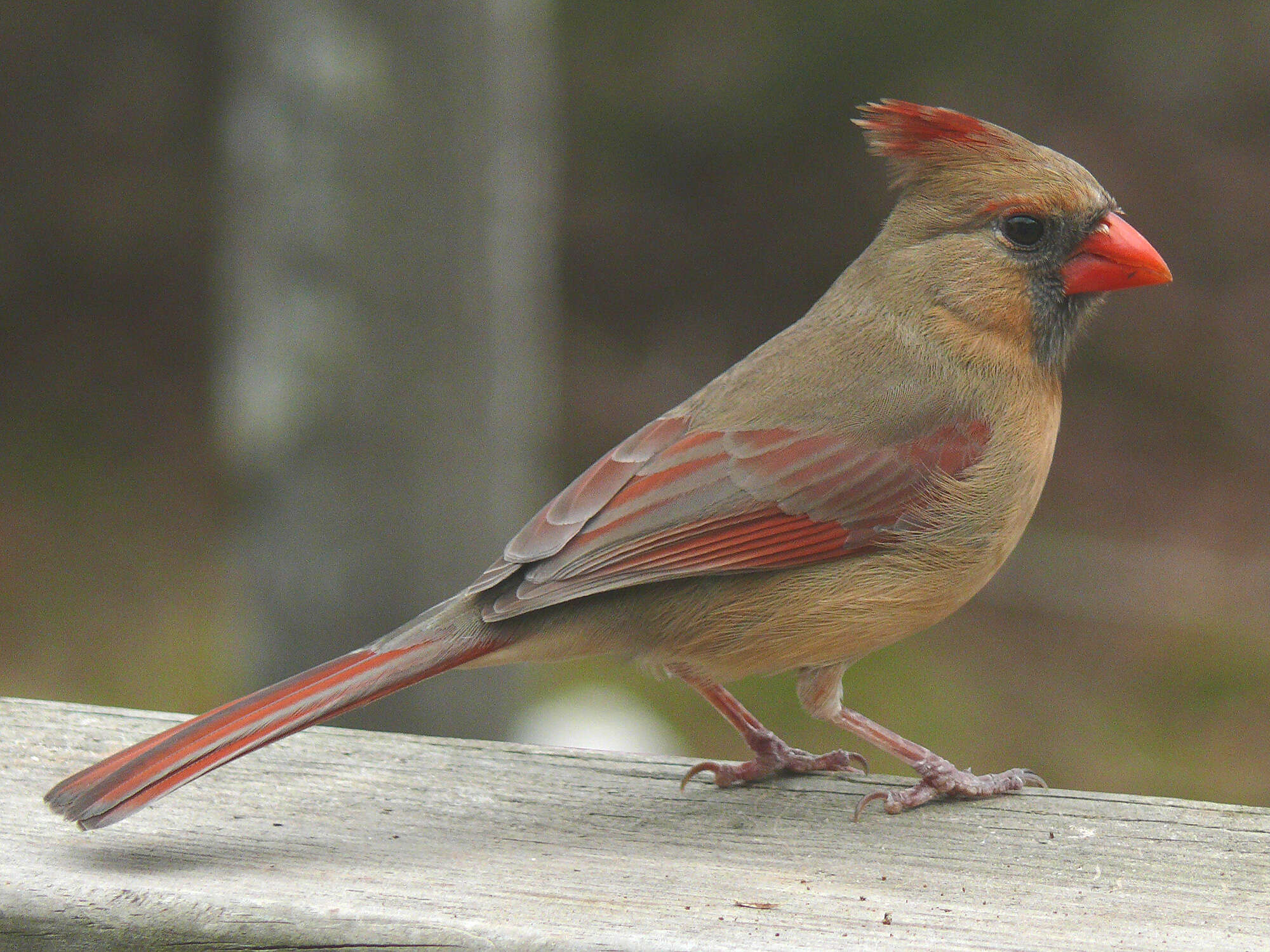 Image of cardinals