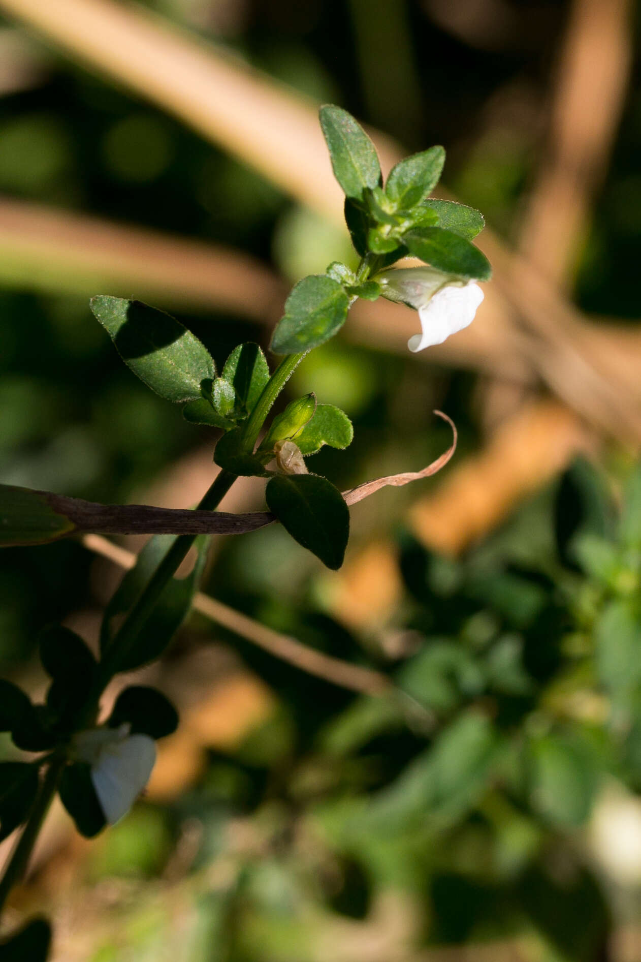 Image of Justicia protracta (Nees) T. Anders.