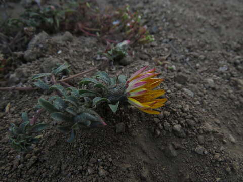 Image of Chaetanthera frayjorgensis A. M. R. Davies