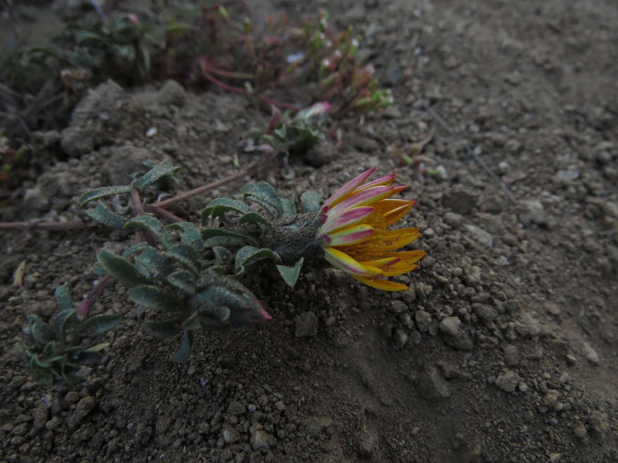 Image of Chaetanthera frayjorgensis A. M. R. Davies