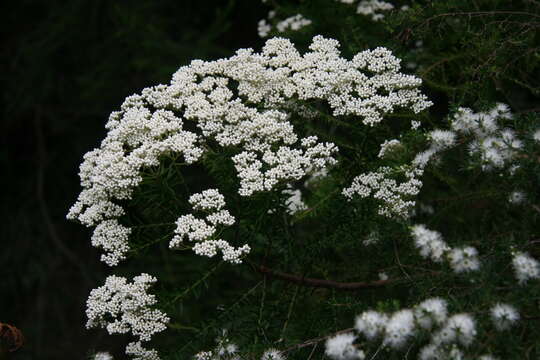 Image of Ozothamnus diosmifolius (Vent.) DC.