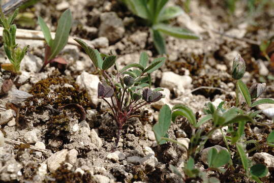 Image of Trigonella spicata Sm.