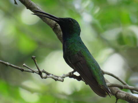 Image of Green-breasted Mango