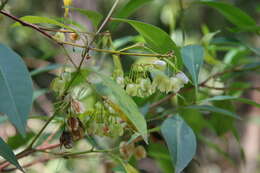 Image of Dodonaea triquetra Wendl.