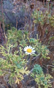 Image of Argyranthemum frutescens subsp. succulentum C. J. Humphries