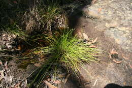 Image de Isolepis inundata R. Br.