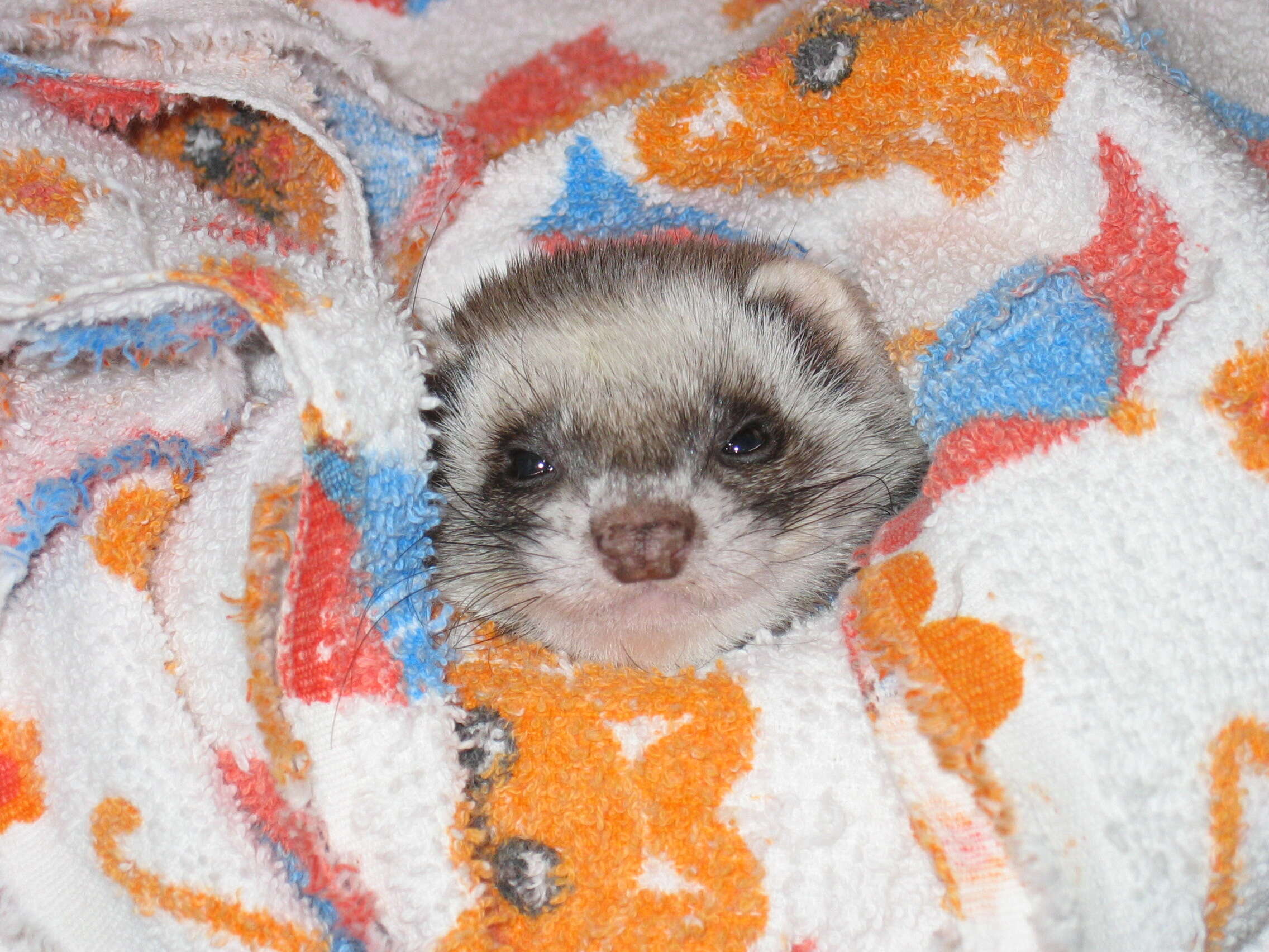 Image of domestic ferret