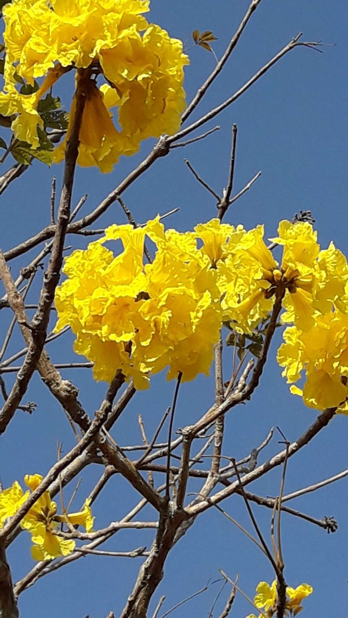 Image of Handroanthus ochraceus (Cham.) Mattos