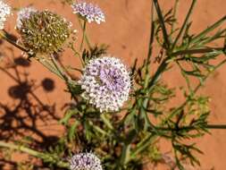 Imagem de Trachymene glaucifolia (F. Müll.) Benth.