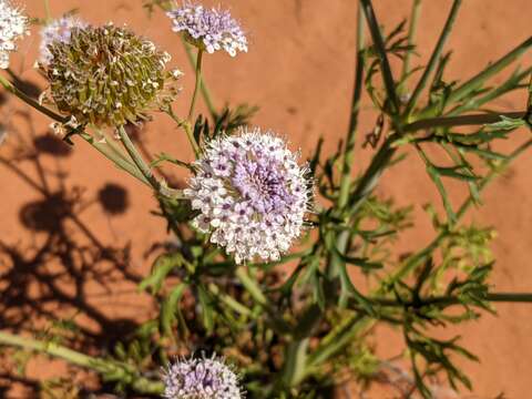 Trachymene glaucifolia (F. Müll.) Benth.的圖片