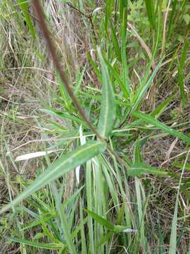 Image of Red Milkweed