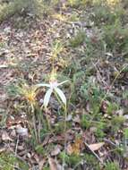 Image of Caladenia splendens Hopper & A. P. Br.