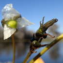 Sagittaria kurziana Glück的圖片