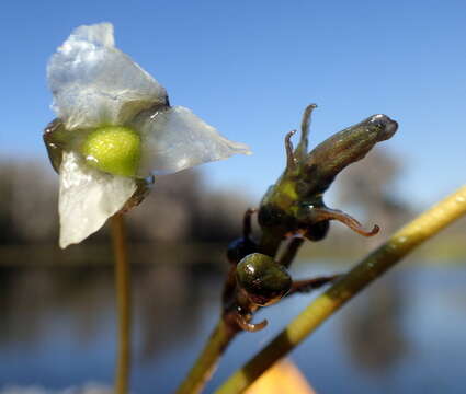 Sagittaria kurziana Glück的圖片