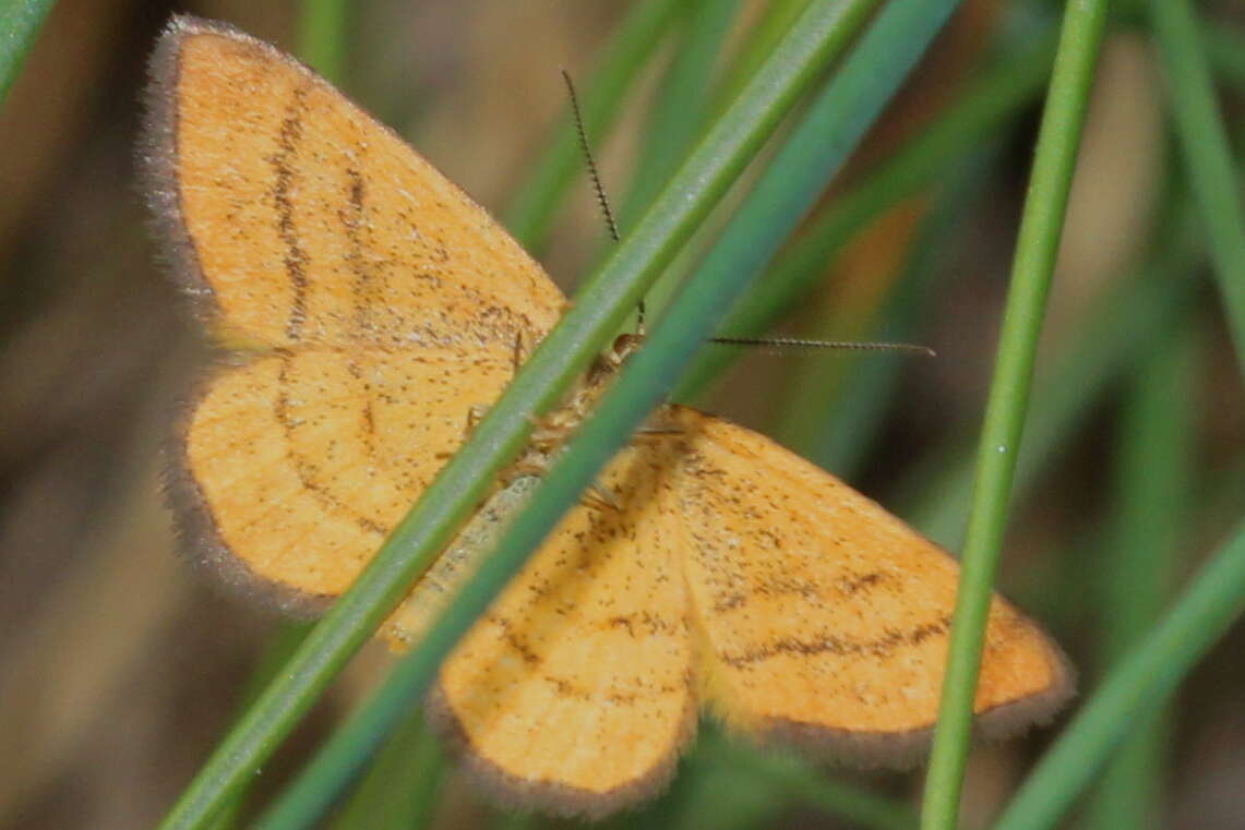 Image of Idaea flaveolaria