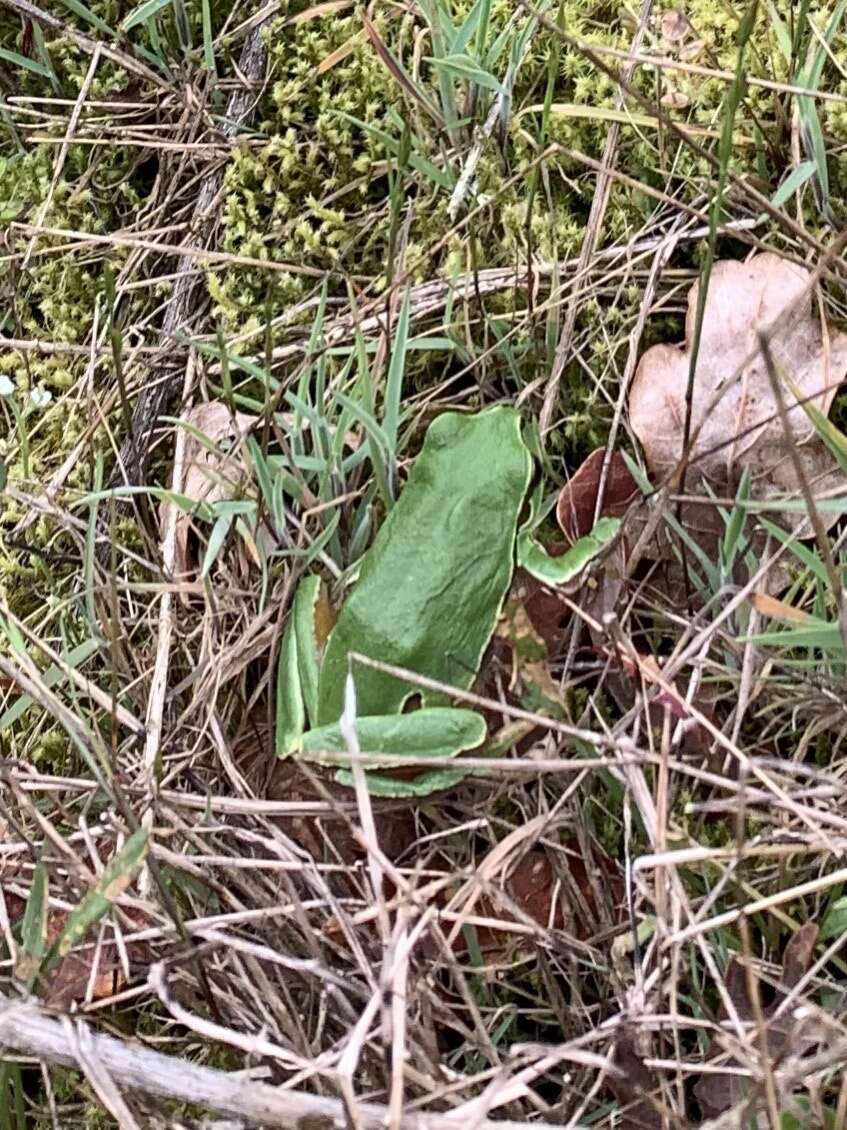 Image of European Treefrog