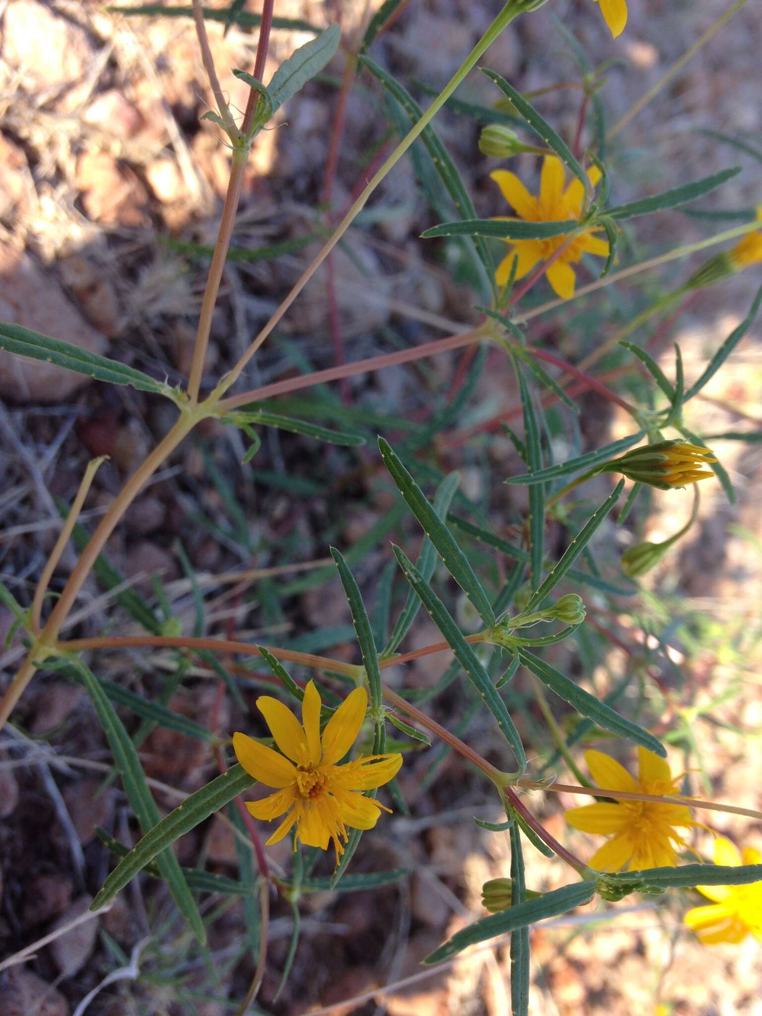 Image of Rusby's chinchweed