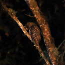 Image of Rufous-banded Owl