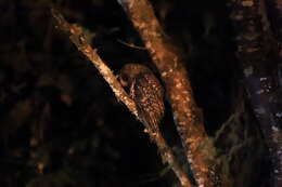 Image of Rufous-banded Owl